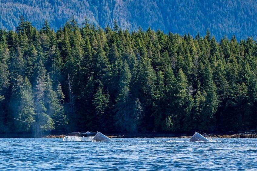 Humpback whales make frequent appearances. 2