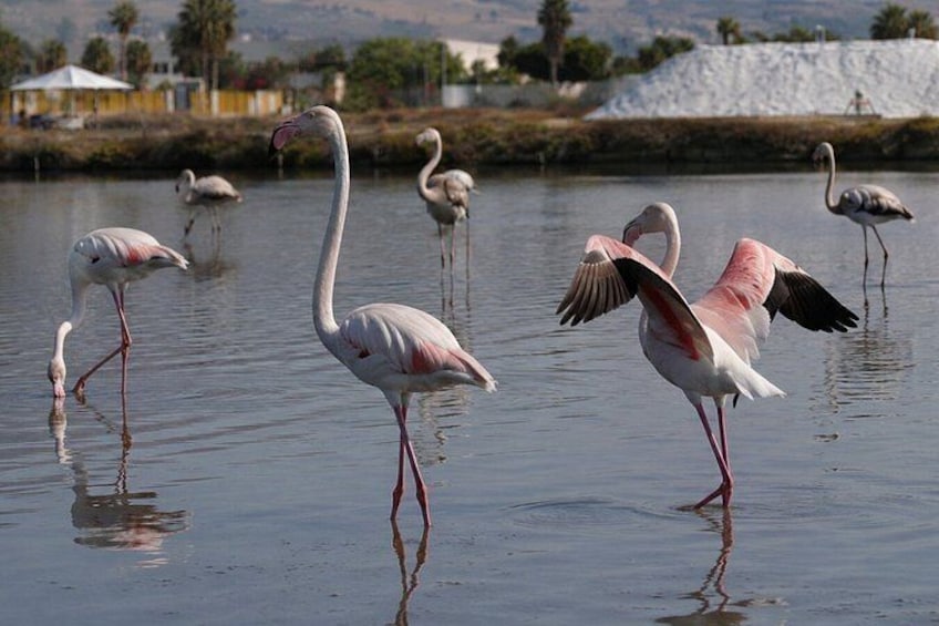 Flamingos im Wasser stehend, mit Spiegelungen, einem Gebäude und einer Hügelkette im Hintergrund. 1