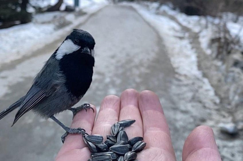 Une main tenant des graines de tournesol, sur laquelle est perché un petit oiseau appelé mésange. 2