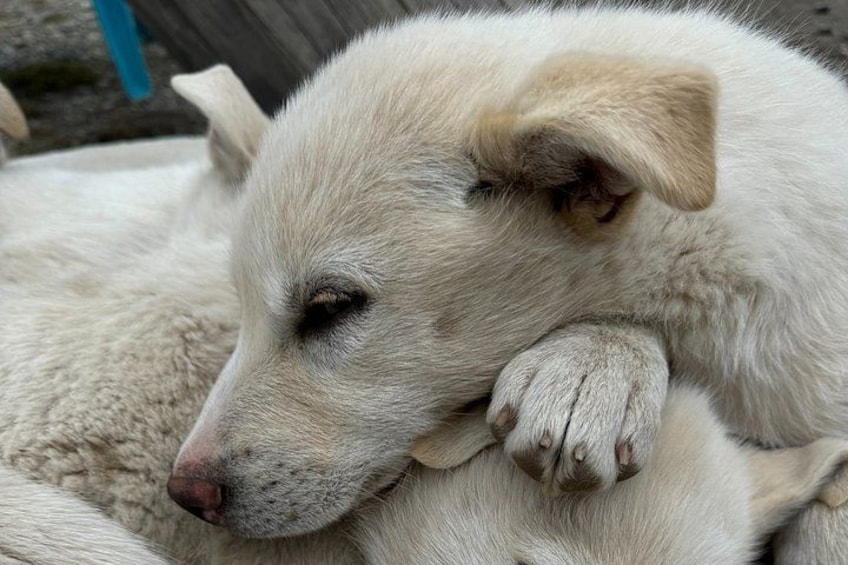 A white dog lying down with its head resting on its paw. 2