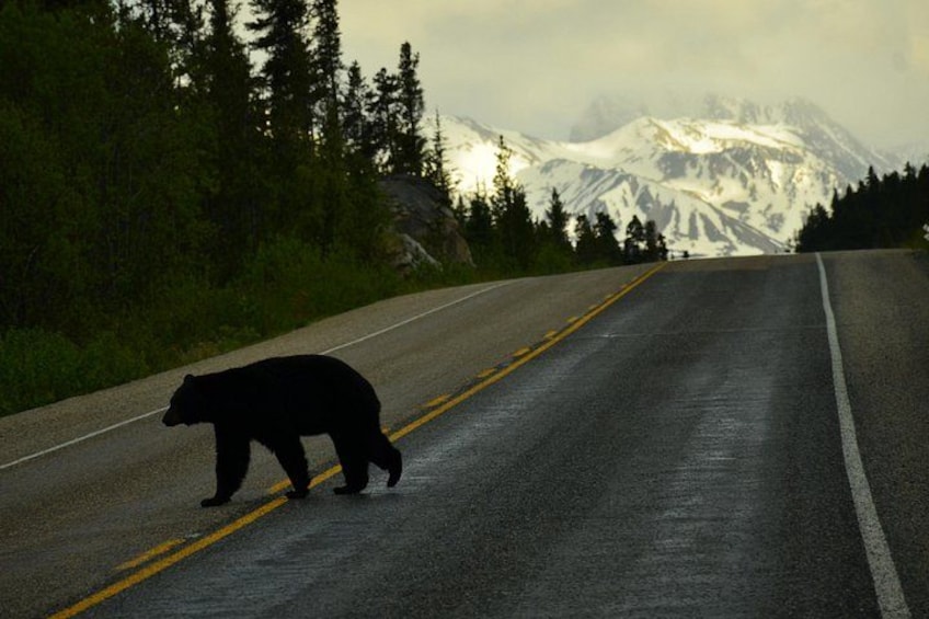 A bear crossing a road with mountains in the background. 4