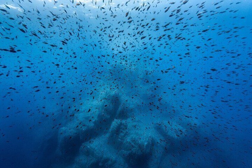 Un banco di pesci che nuota nell'oceano. 1