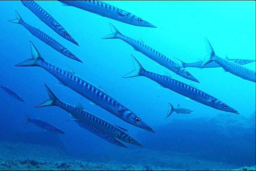 A school of fish swimming in the ocean. 4