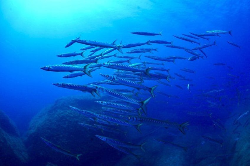 A school of fish swimming in the ocean. 2