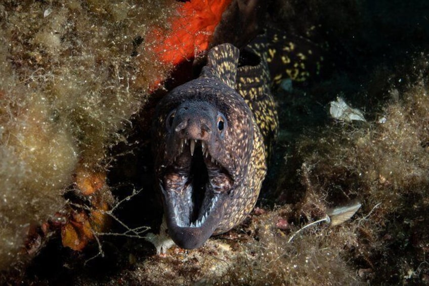 Scuba diving in Sardinia: La Maddalena Archipelago and Lavezzi 4
