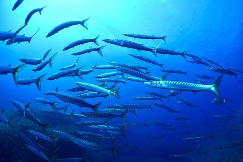 A school of fish swimming in the ocean. 3