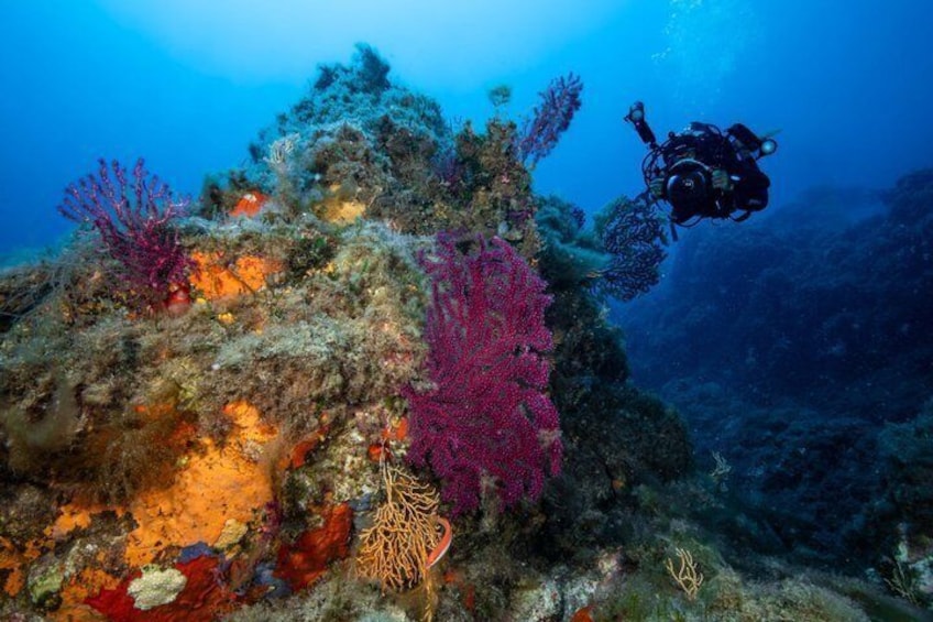 Scuba diving in Sardinia: La Maddalena Archipelago and Lavezzi 5