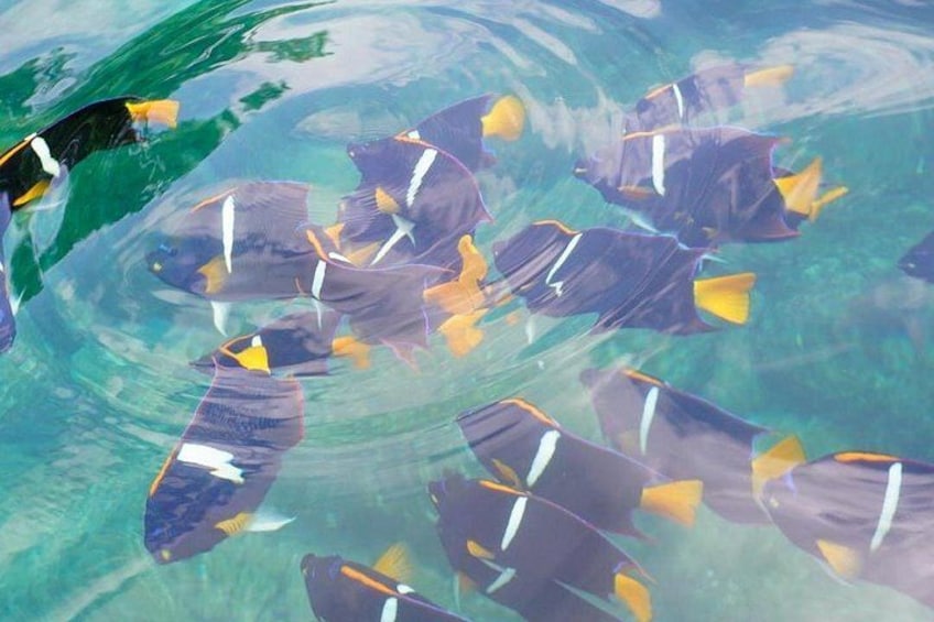 Un banco de peces nadando en agua cristalina. 3