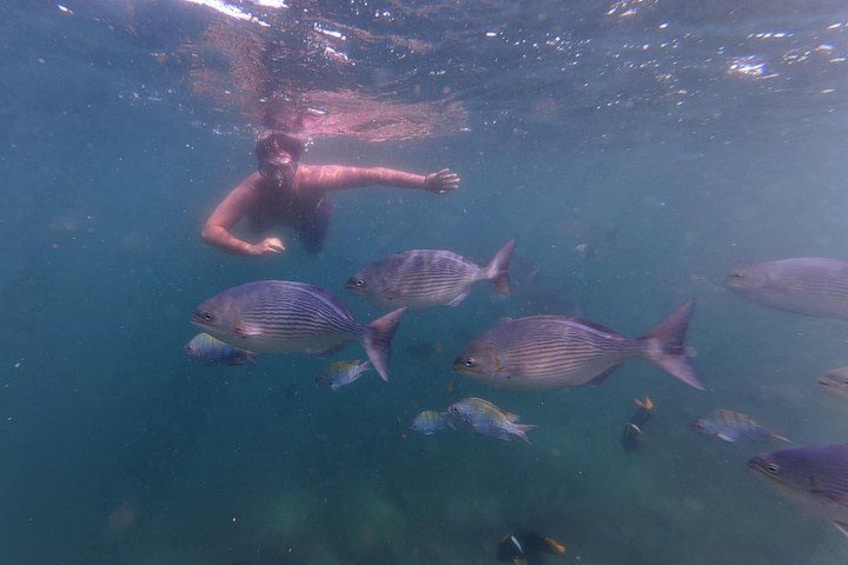 Una persona nada entre peces en agua cristalina. 4