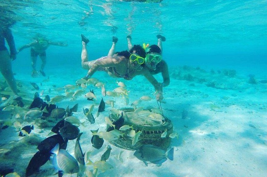 4 Tours in 1 : Aquarium, Haynes Cay, Watching and Mangroves 2