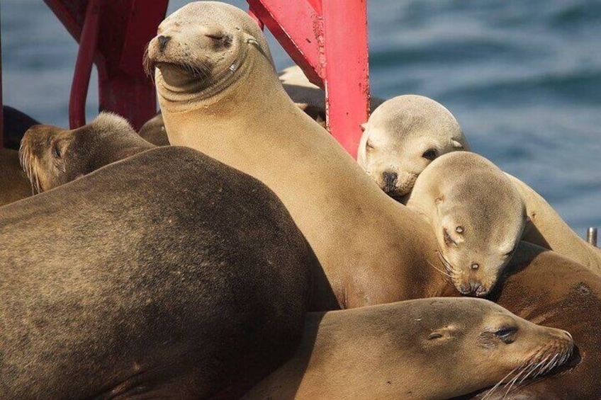 A group of seals resting on a red structure by the water. 1