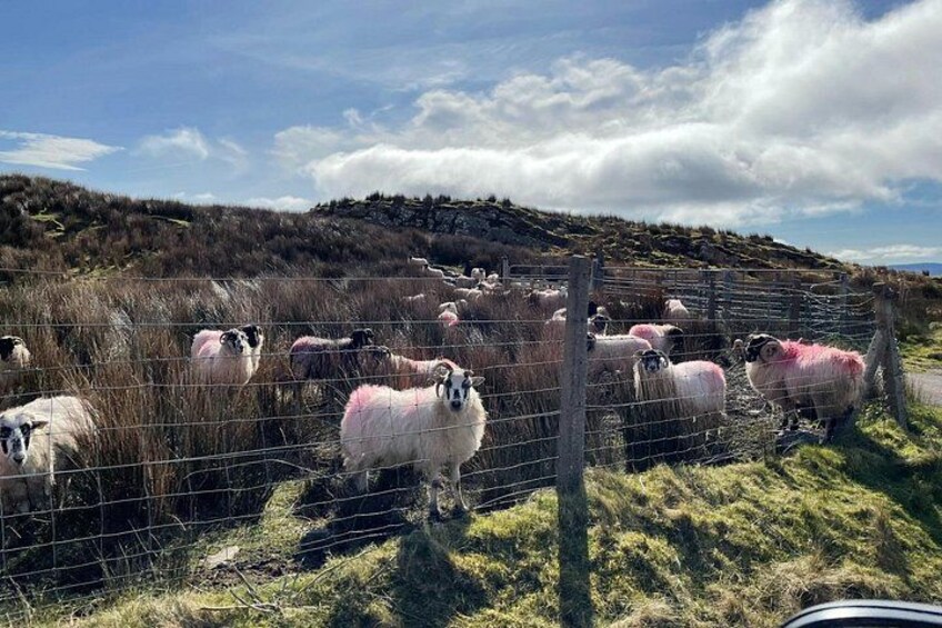 A flock of sheep in a fenced pasture with a hilly landscape in the background. 3