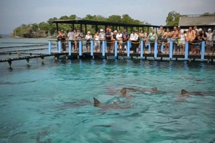 Rosario Islands and Playa Blanca Tour with Snorkeling or Aquarium 3