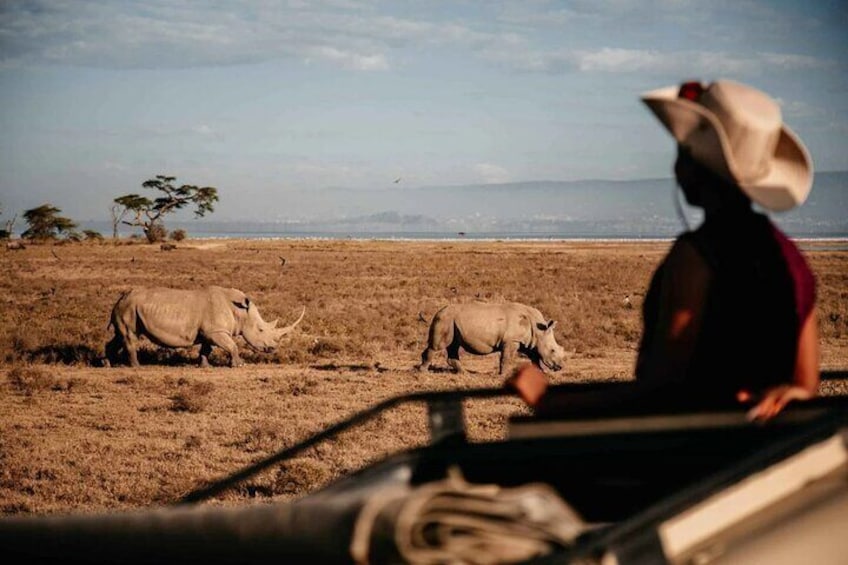 5 Days Masai Mara and Lake Nakuru Lodge Safari 2