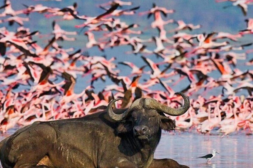 A buffalo by a water body with flamingos in the background. 4