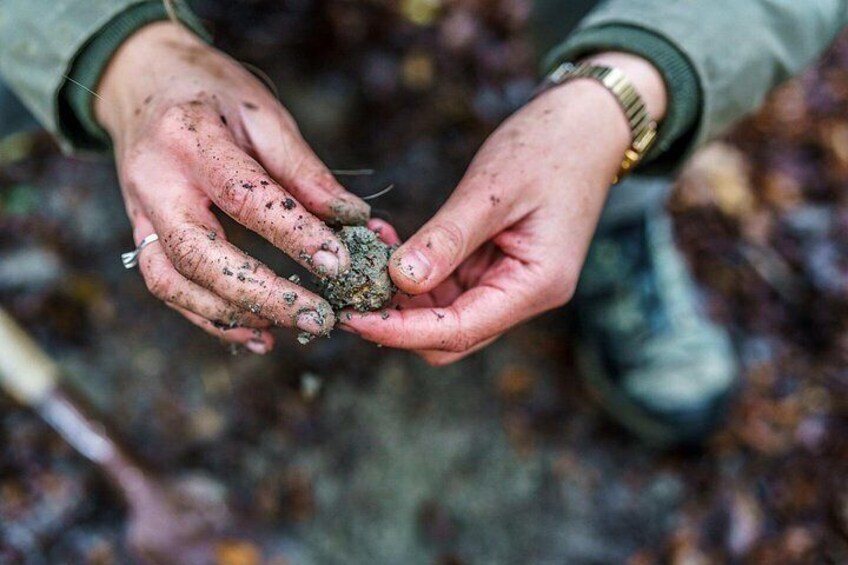 White truffle fresh from the ground 4