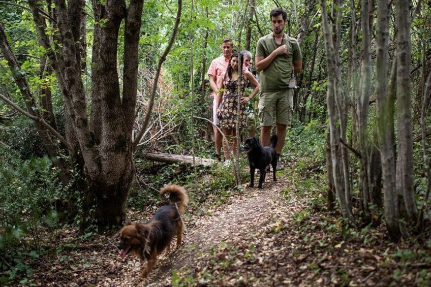 Truffle hunting in the woods 2