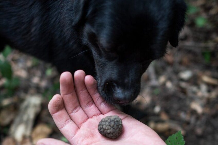 Dog sniffing freshly found truffle 4