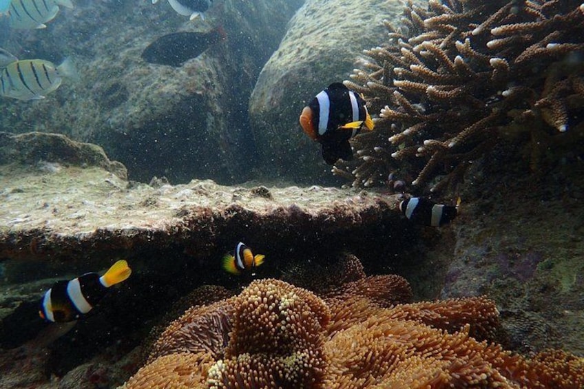 From Uppuveli Beach: Pigeon Island Snorkeling Tour 2