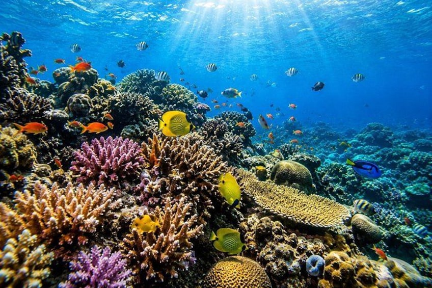 From Uppuveli Beach: Pigeon Island Snorkeling Tour 5