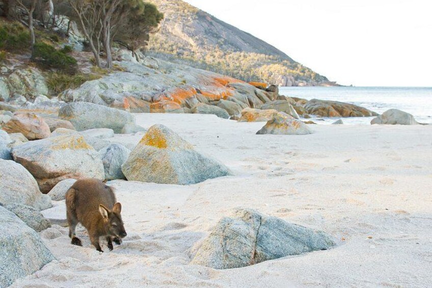 Un canguro en una playa arenosa con grandes rocas y un paisaje montañoso al fondo. 2