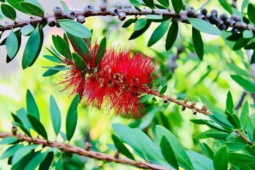 Une fleur rouge en forme de balai-bouteille sur une branche ornée de feuilles vertes et de baies. 2