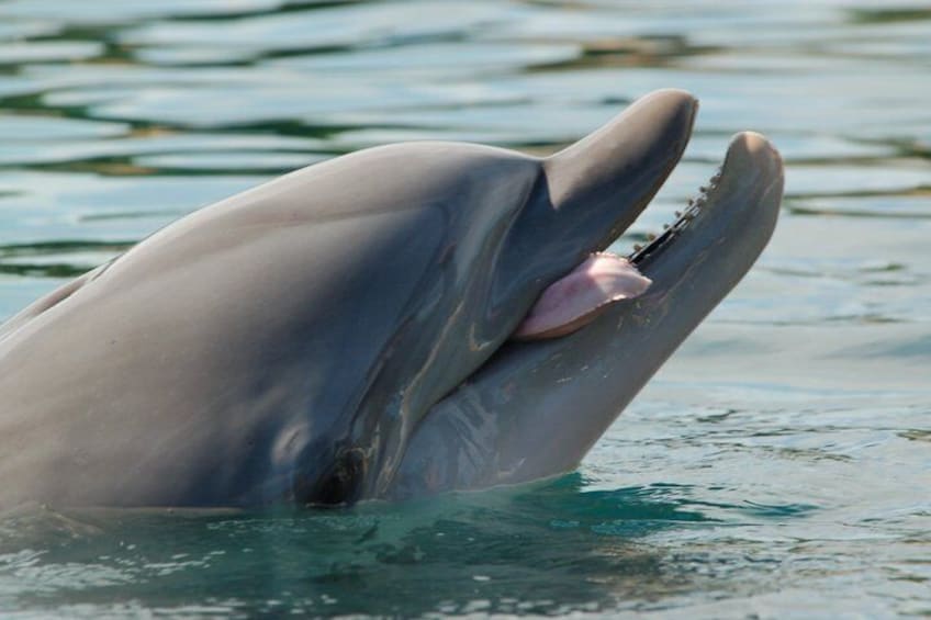 Dolphin Watching Jet Ski Tour in Fort Pierce 3