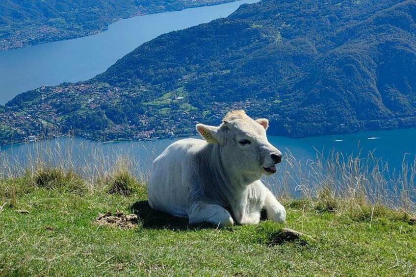 Lake Como Panoramic E-Bike Tour 2