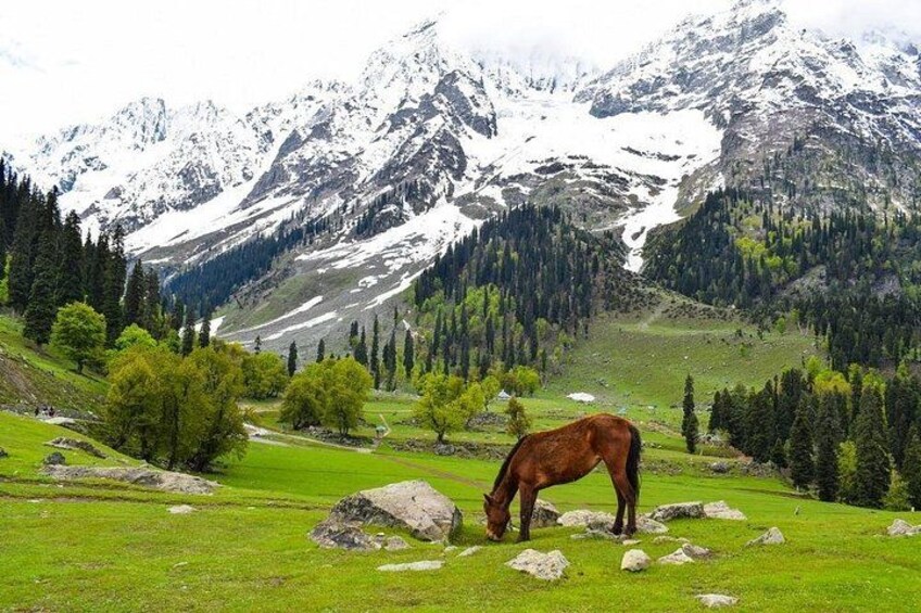 Full day private tour of Srinagar for Kashmir experience 1