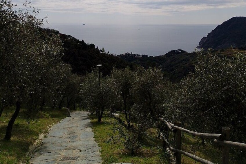 olive groves 2