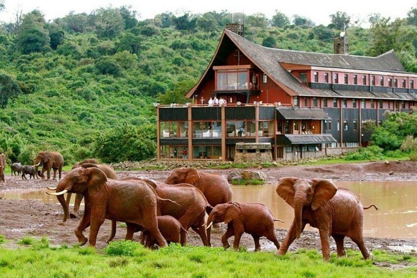 A herd of elephants walking near a building surrounded by lush greenery. 1