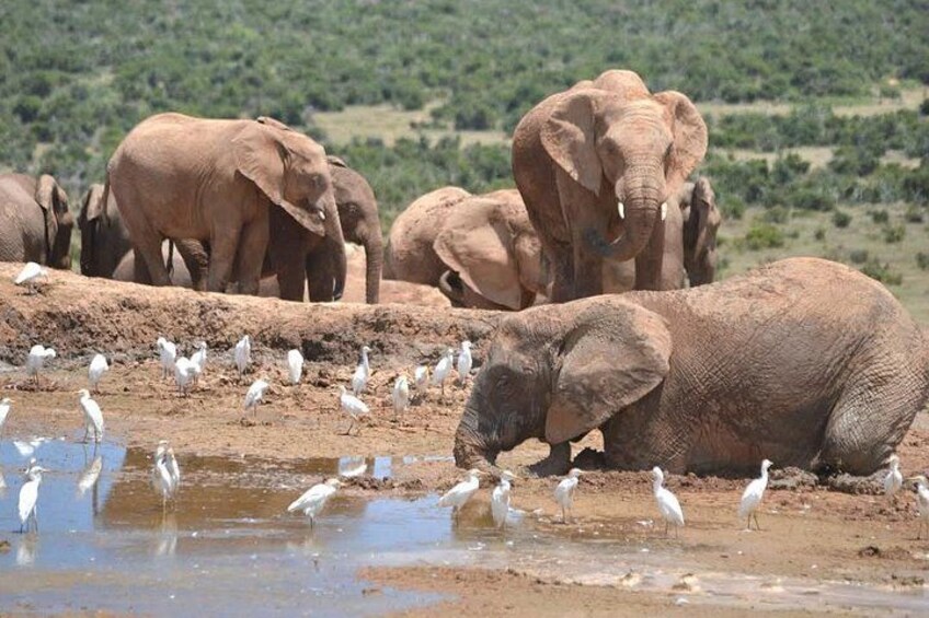 Elefanten und Vögel in der Nähe eines Wasserlochs in einer Savannenlandschaft. 3
