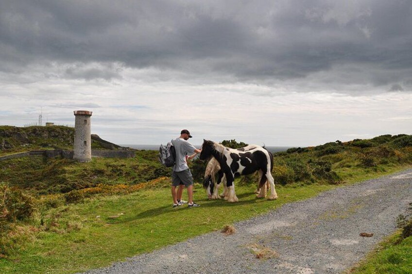 Day Tour from Dublin to Wicklow: Cliffs, Heritage, Wildlife, Gaol 2