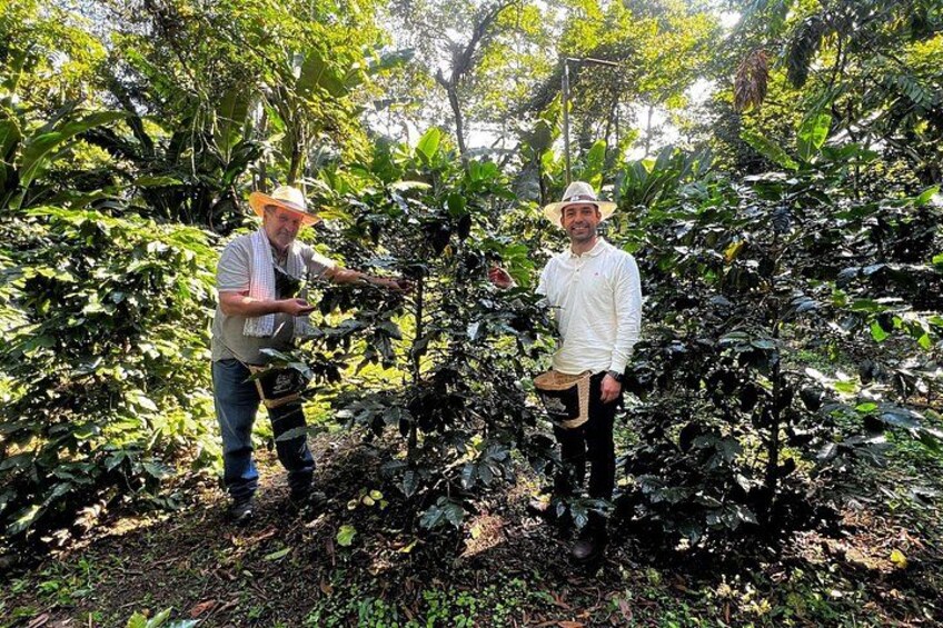 Coffee Farm Shared Tour from Salento 1