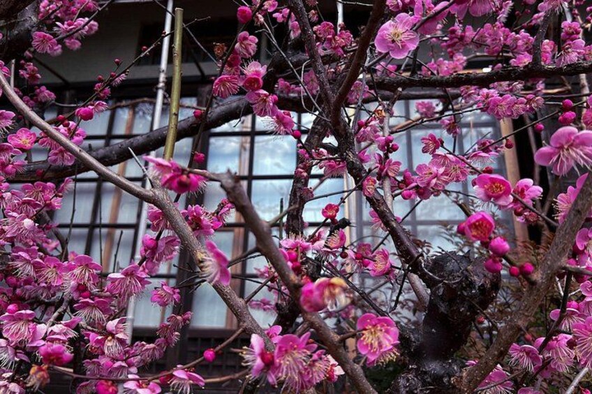 A tree with pink blossoms in front of a building with large windows. 2