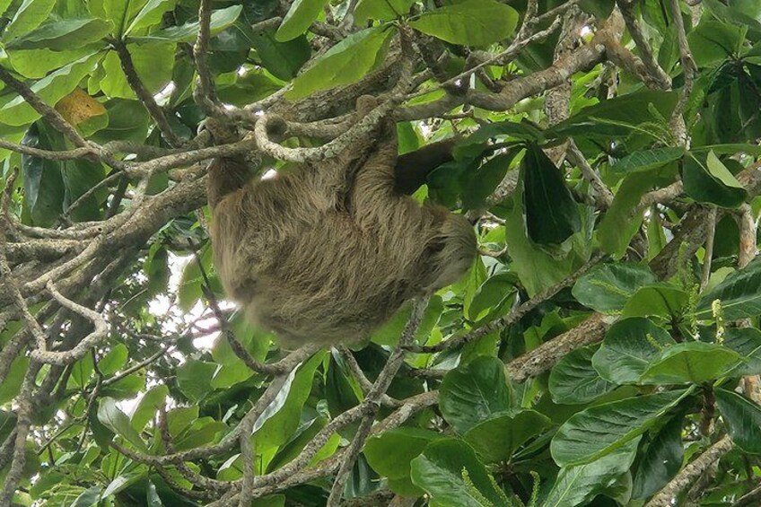 Guided Kayak Wildlife South Caribbean Cocles, Punta Uva, Puerto Viejo. 4