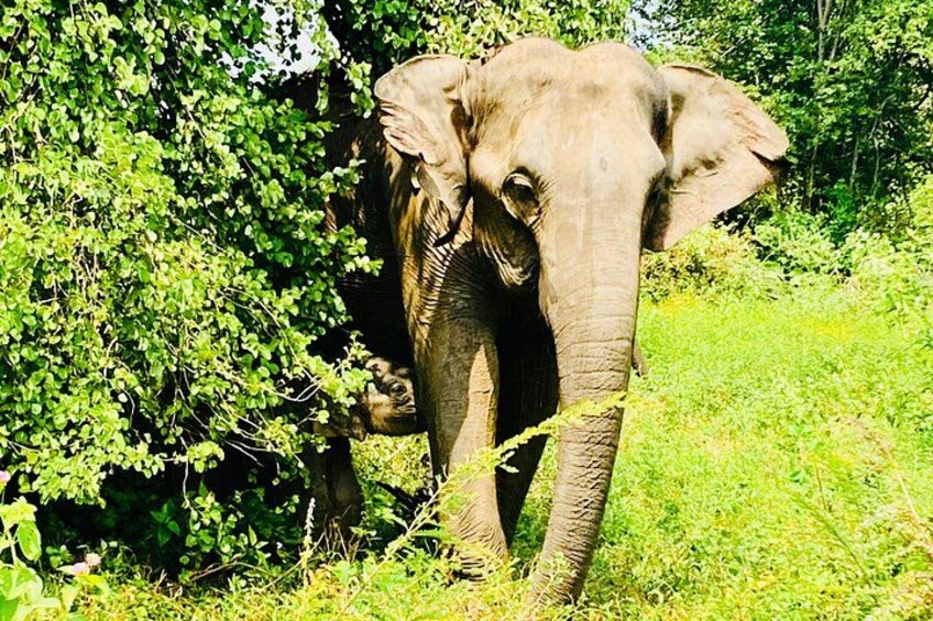 Un elefante en un bosque verde y frondoso. 1
