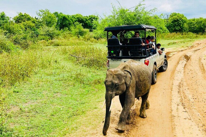 Vehículo safari con pasajeros y un elefante caminando sobre un camino de tierra. 4