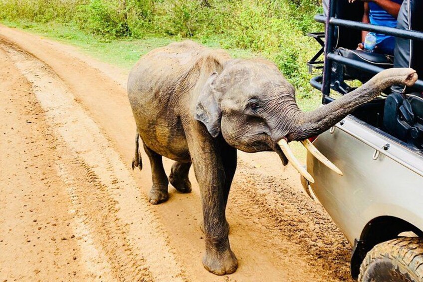 Un elefante camina sobre un camino de tierra junto a un vehículo. 5