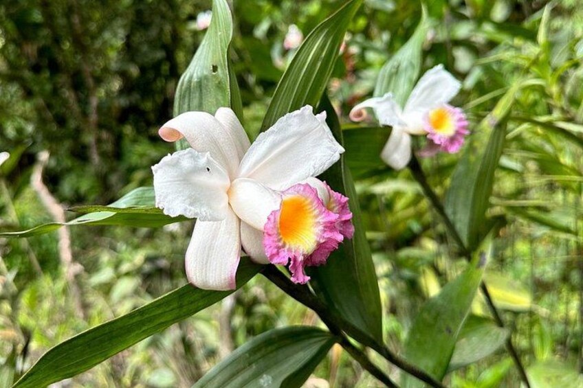 Mindo Cloud Forest Guided Private Tour 2