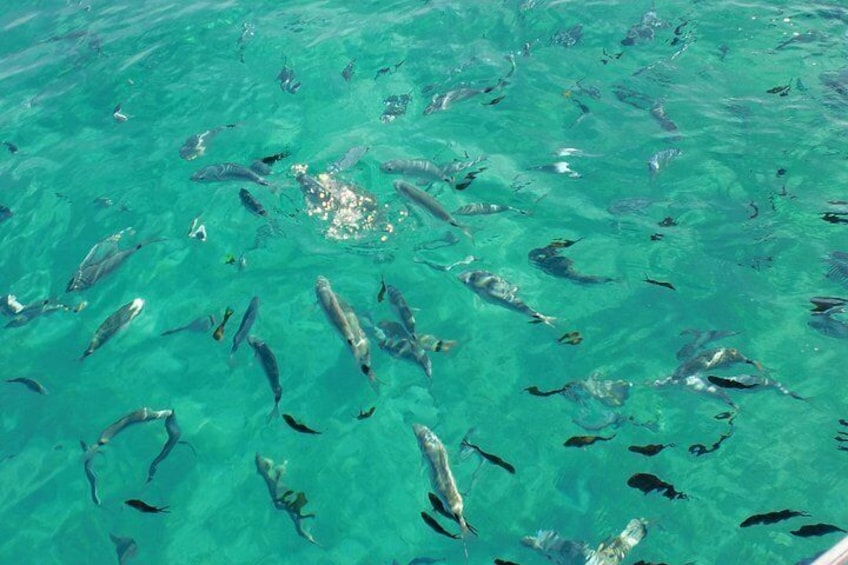 A group of fish swimming in clear turquoise water. 2