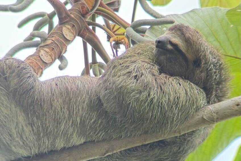 A sloth resting on a tree branch. 2