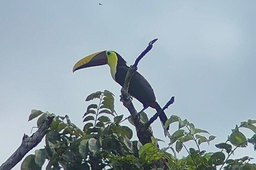 A toucan perched on a branch with a clear sky in the background. 3