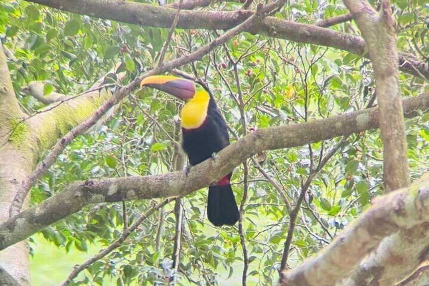 A toucan perched on a tree branch. 4