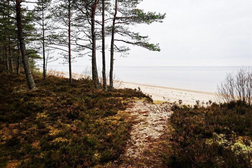 A forested path leading to a beach with a view of the ocean. 2