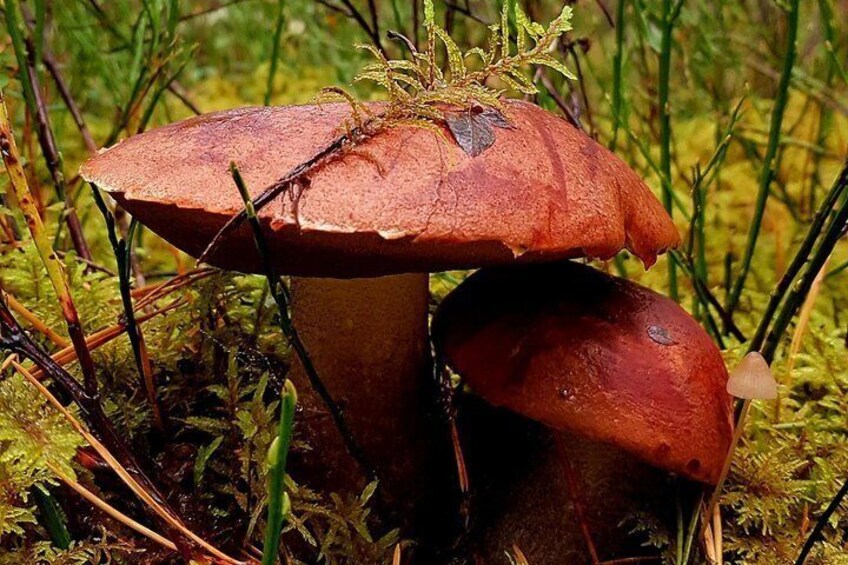 A mushroom with a brown cap and a white stem, surrounded by green moss and grass. 3