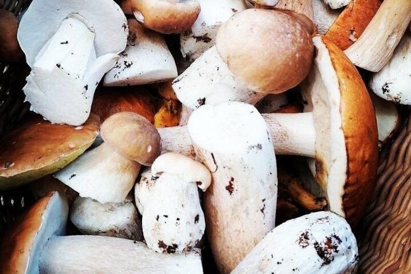 Autumn Mushroom Foraging the Exciting Latvian Tradition 3
