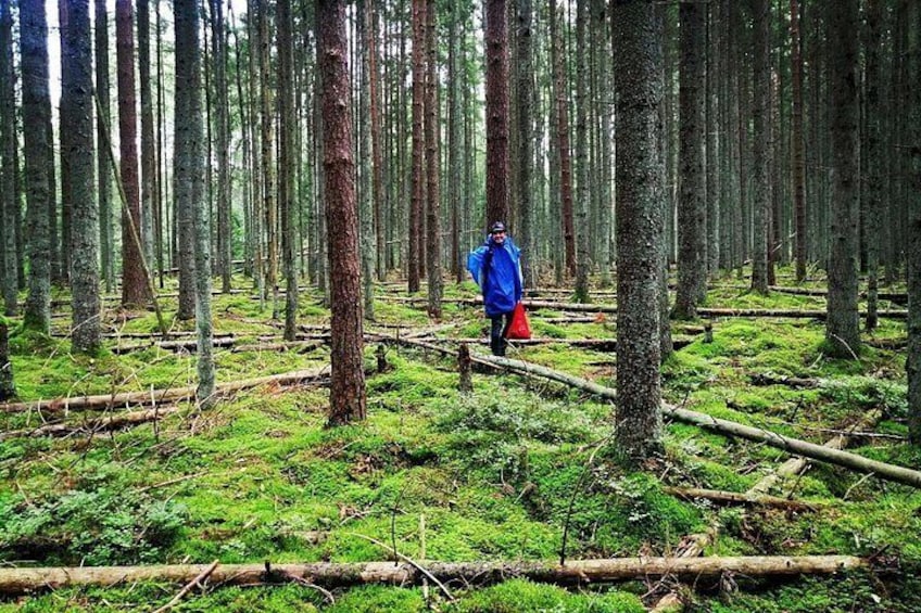 Autumn Mushroom Foraging the Exciting Latvian Tradition 2