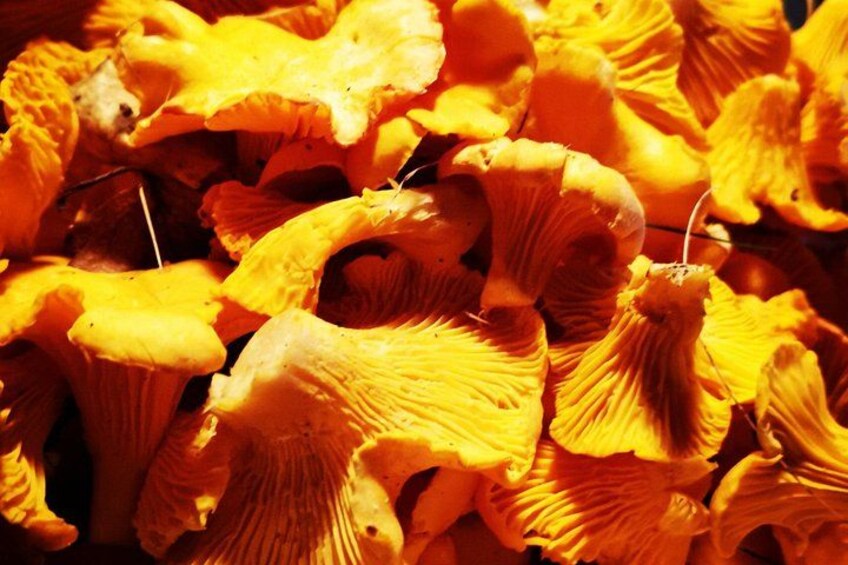 Autumn Mushroom Foraging the Exciting Latvian Tradition 2