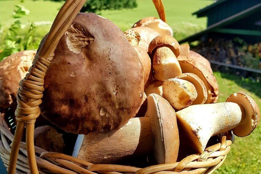 Autumn Mushroom Foraging the Exciting Latvian Tradition 1